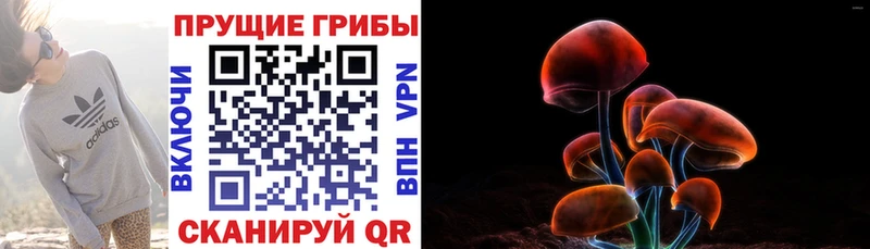Псилоцибиновые грибы Psilocybine cubensis  даркнет сайт  Курчатов 